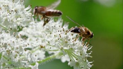 The Queen's Garden | The Queen's Bees