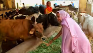 India's Sacred Cows