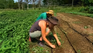 Jewish Environmentalism
