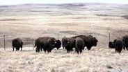 Restoring the Buffalo