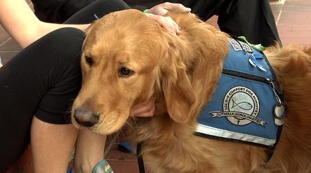 Video thumbnail: Religion & Ethics NewsWeekly Comfort Dogs