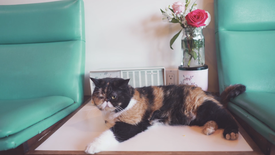 Why Does Everybody Love Pudge the Cat?: asset-mezzanine-16x9