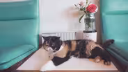 Why Does Everybody Love Pudge the Cat?