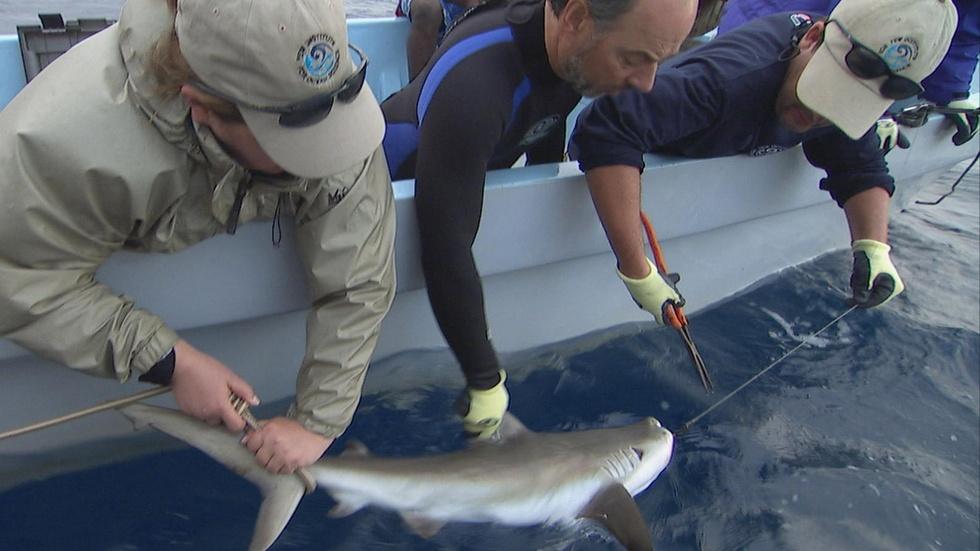 Shark Reef - Preview image