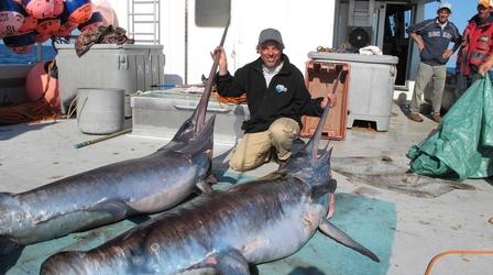 Video thumbnail: Saving the Ocean Swordfish! Part 1