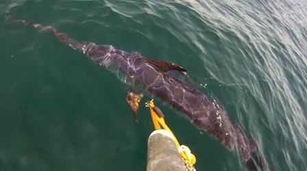 Video thumbnail: Saving the Ocean Swordfish! Part 2