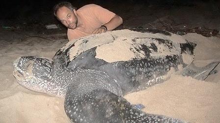 Video thumbnail: Saving the Ocean Trinidad's Turtle Giants