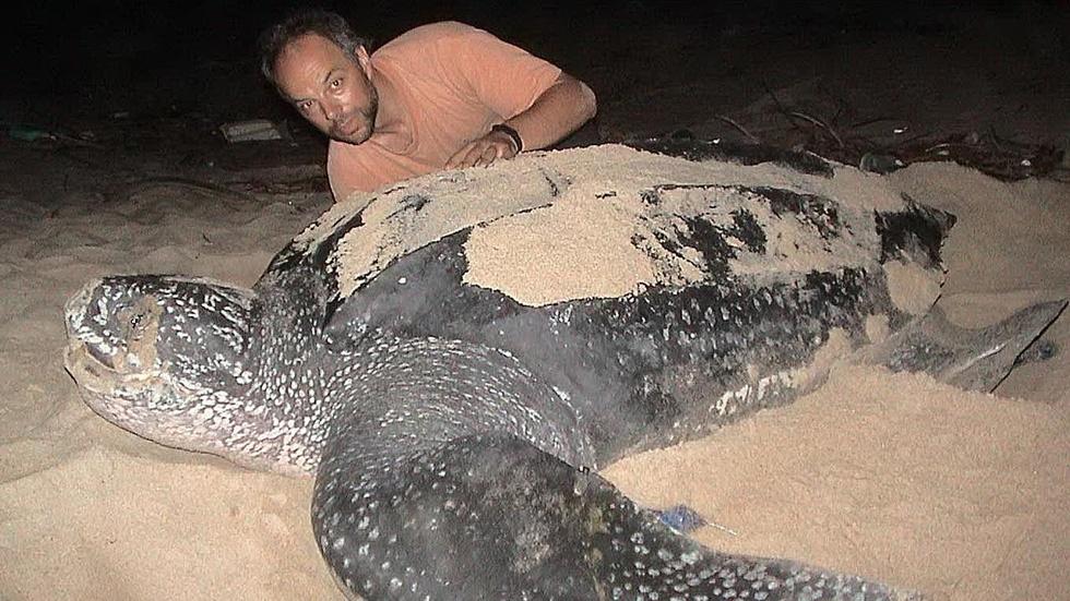 Trinidad's Turtle Giants - Preview image