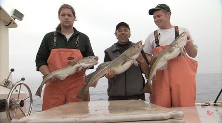 Video thumbnail: Saving the Ocean Cod Comeback? 