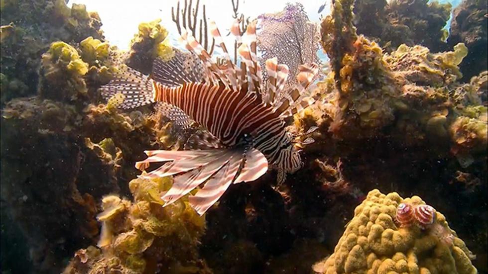 Scourge of the Lionfish - Preview image