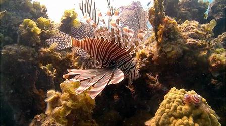 Video thumbnail: Saving the Ocean Scourge of the Lionfish - Preview