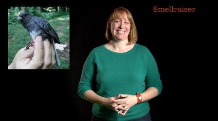 Video thumbnail: Secret Life of Scientists and Engineers Danielle Whittaker: Smellraiser