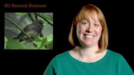 Video thumbnail: Secret Life of Scientists and Engineers 30 Second Science: Danielle Whittaker