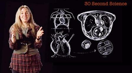 Caryn Babaian: 30 Second Science