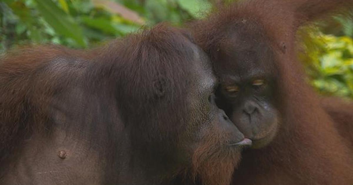 Orangutans Sex In The Wild Pbs