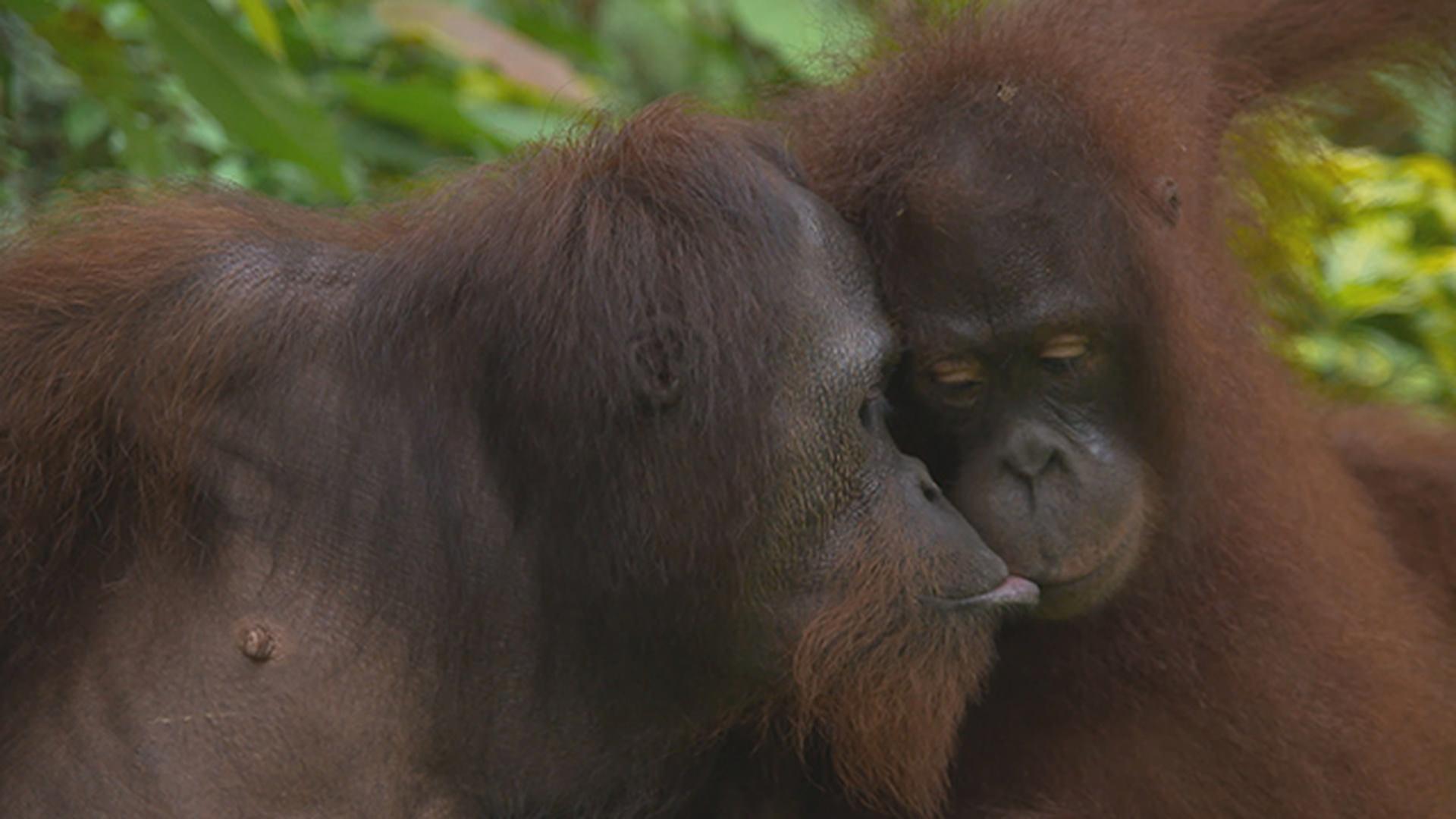 Orangutans | Sex in the Wild | THIRTEEN - New York Public Media