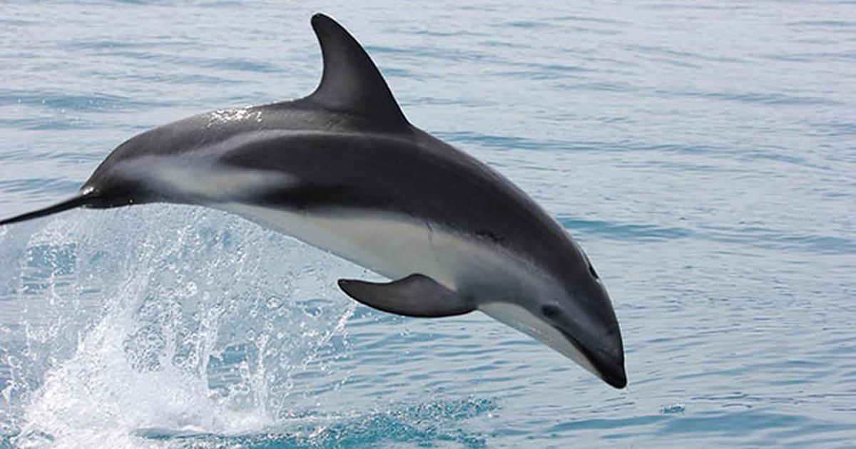 Sex in the Wild | Dolphins | Episode 4 | Rhode Island PBS