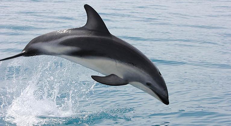 Dolphin video sex website