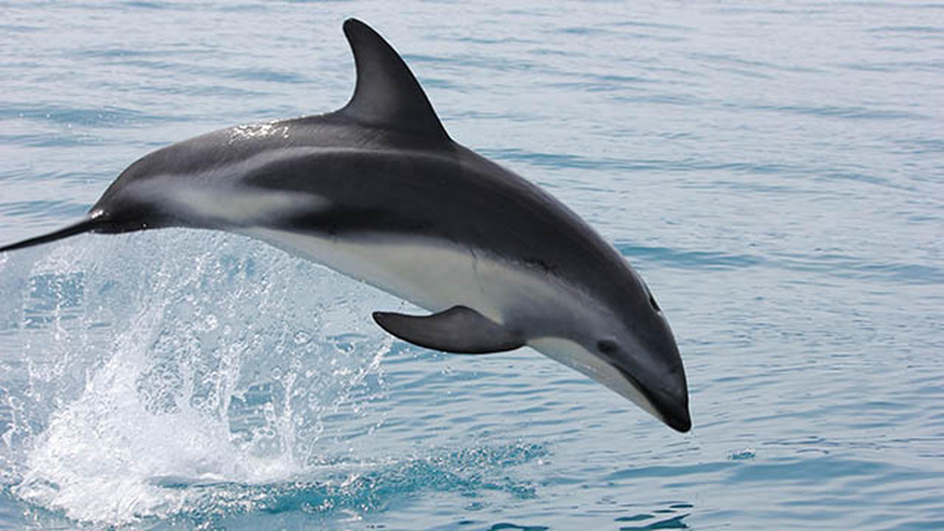 Episode 4 Preview Dolphins Sex in the Wild THIRTEEN New York