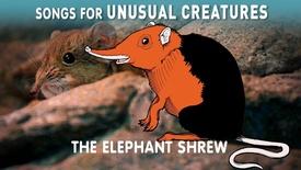 Elephant Shrew: asset-mezzanine-16x9