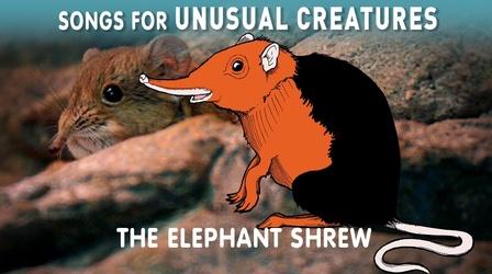Video thumbnail: Songs for Unusual Creatures Elephant Shrew