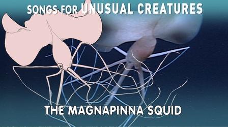 Video thumbnail: Songs for Unusual Creatures Magnapinna Squid
