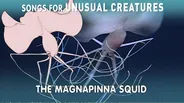 Magnapinna Squid