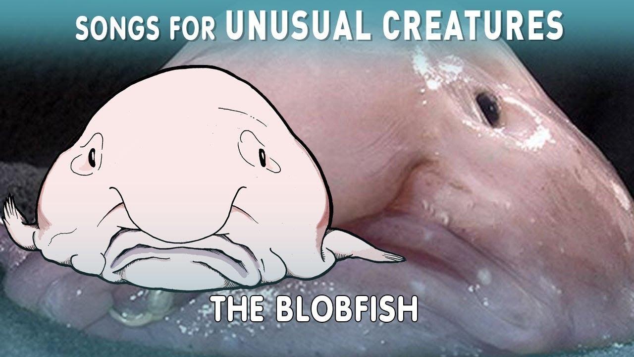 what blobfish really look like