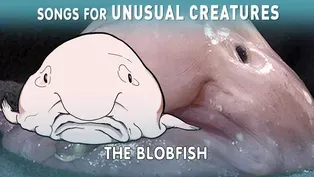 The Incredible True Story of the Blobfish 