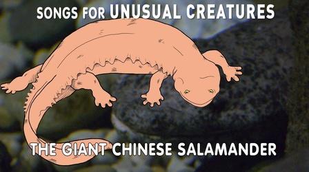 Video thumbnail: Songs for Unusual Creatures The World's Largest Salamander