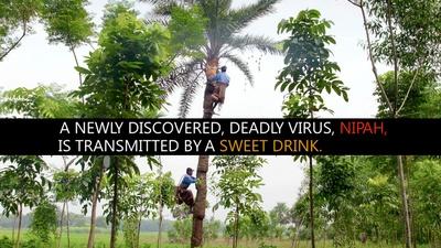 Sweet Drink, Deadly Disease