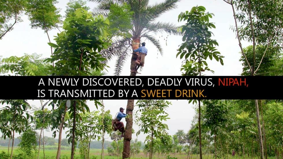 Sweet Drink, Deadly Disease image