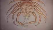 History of Cancer