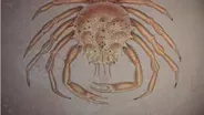 History of Cancer