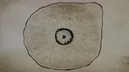 The Discovery of the Oncogene in Carcinogeneis