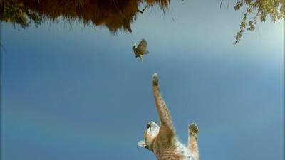 A Caracal's Incredible Vertical Launch
