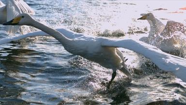 A Powerful Swan Take Off
