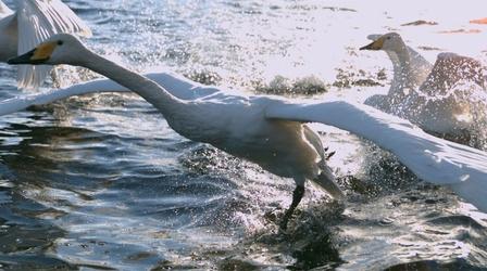 A Powerful Swan Take Off