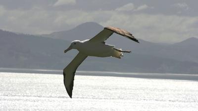 How the Albatross Soars