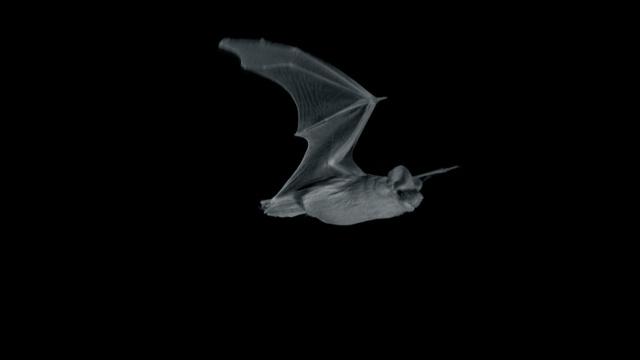 Bat vs Moth: A Nighttime Arms Race