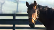 Thoroughbred: Born to Run