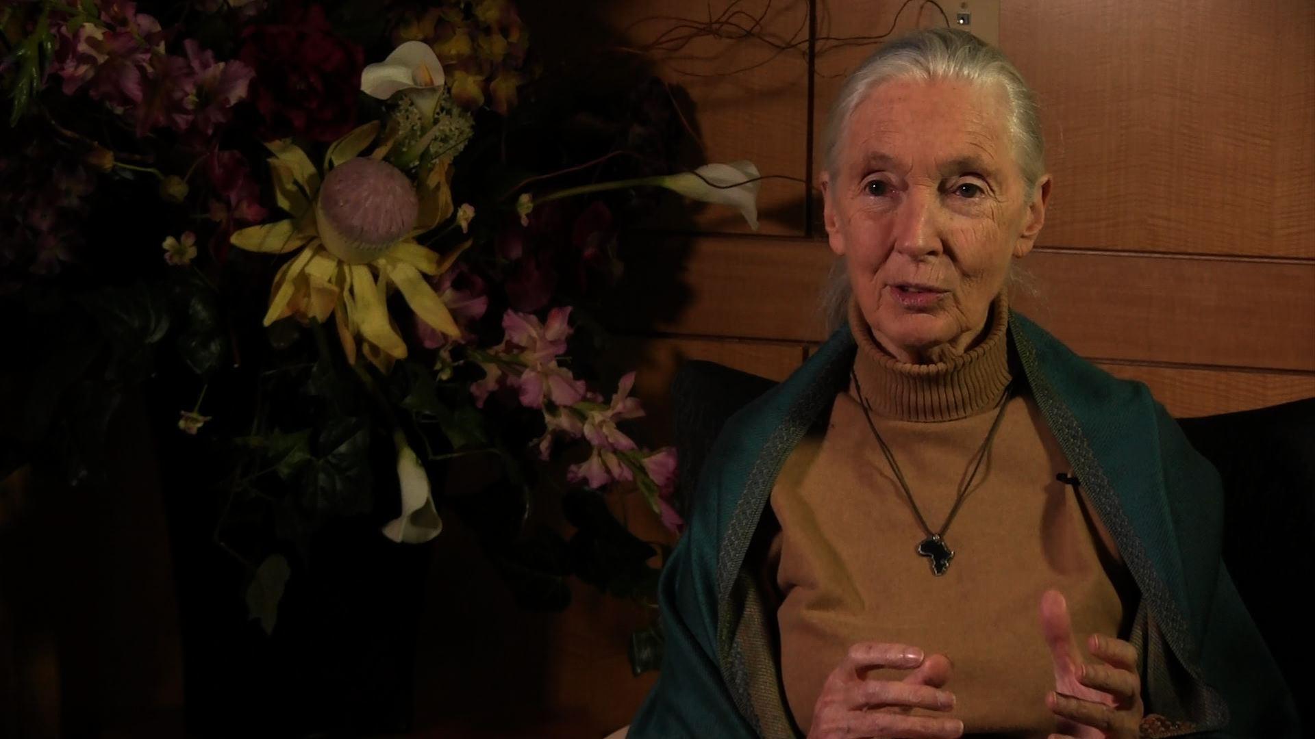 TTC Extra: Jane Goodall