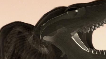 Video thumbnail: Your Inner Fish We Hear with the Bones that Reptiles Eat With