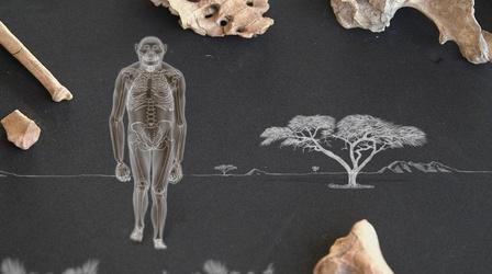 Video thumbnail: Your Inner Fish Amazing Places, Amazing Fossils: Lucy
