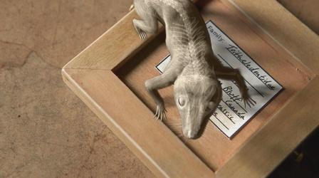 Video thumbnail: Your Inner Fish Amazing Places, Amazing Fossils: Tritheledont