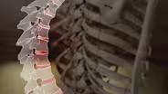 Your Aching Back: A Gift from Your Ancient Ancestors
