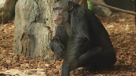 Video thumbnail: Your Inner Fish How Do We Know When Our Ancestors Lost Their Tails?