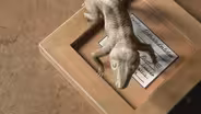 Amazing Places, Amazing Fossils: Tritheledont