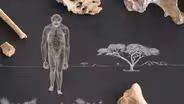 Amazing Places, Amazing Fossils: Lucy