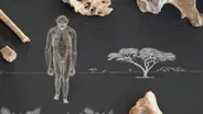 Amazing Places, Amazing Fossils: Lucy